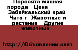 Поросята мясная порода › Цена ­ 4 000 - Забайкальский край, Чита г. Животные и растения » Другие животные   